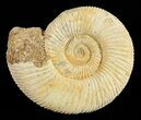 Perisphinctes Ammonite - Jurassic #54262-1